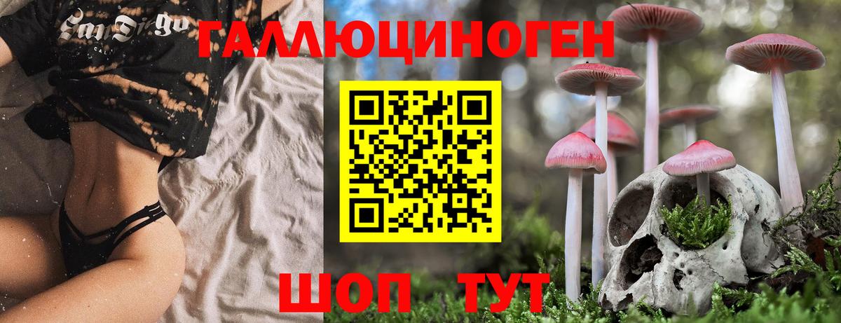 Псилоцибиновые грибы Psilocybe Вязьма